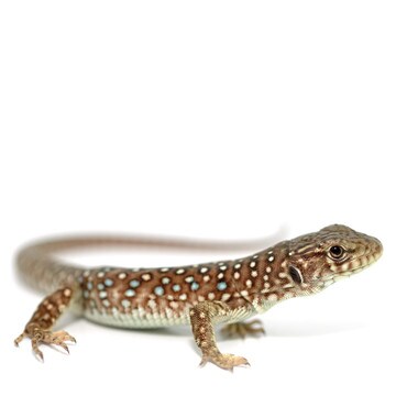 European Eyed Lizard